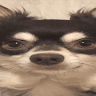 LEOZERA Soares